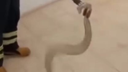 Cami lavabosunda zehirli yılan paniği