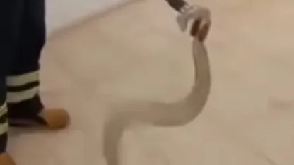 Cami lavabosunda zehirli yılan paniği