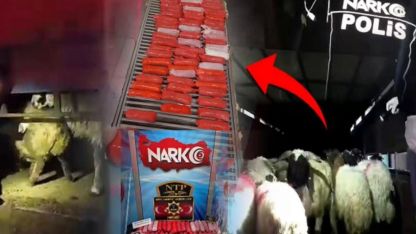 Küçükbaş hayvanların karın boşluklarına uyuşturucu zulaladılar!