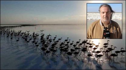 Kuraklık çanları çalıyor, Flamingolar artık Aksaray'da gelmiyor