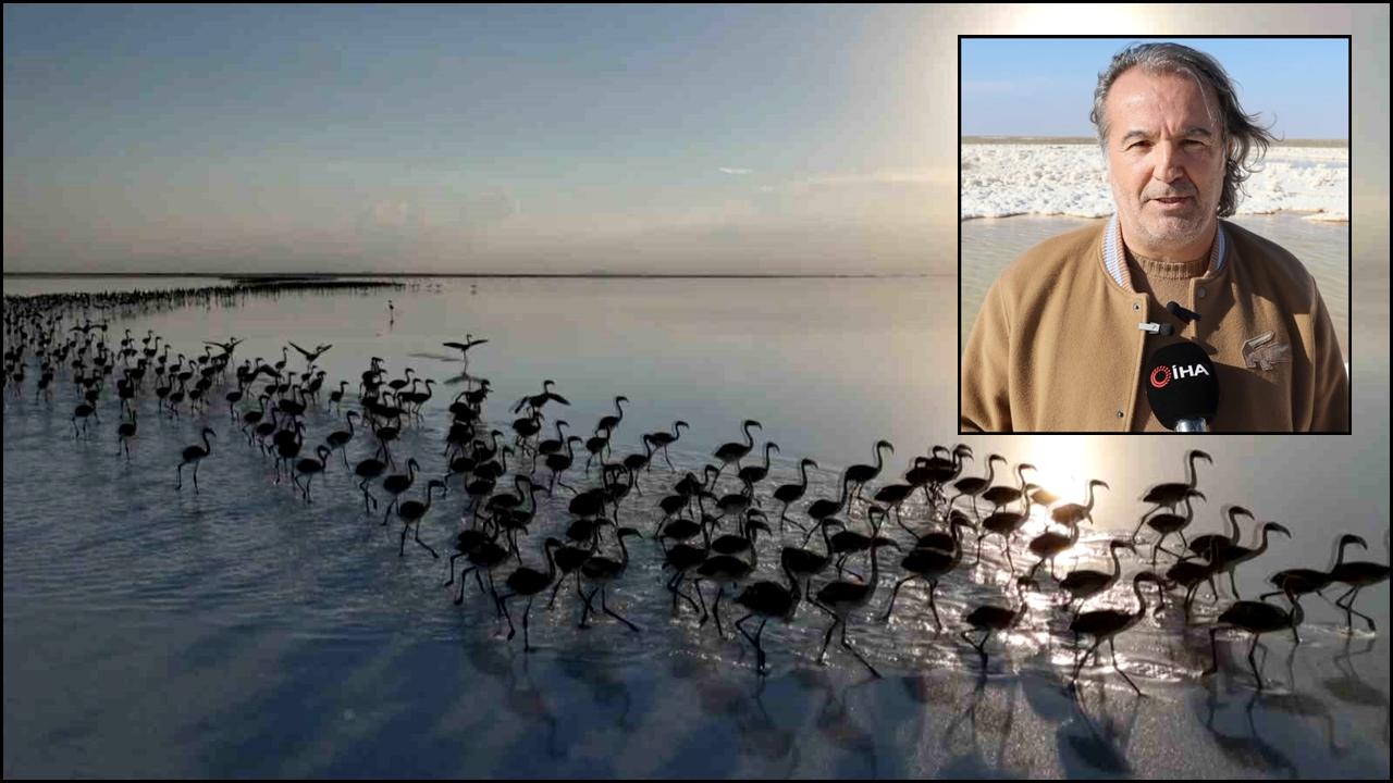 Kuraklık çanları çalıyor, Flamingolar artık Aksaray'da gelmiyor