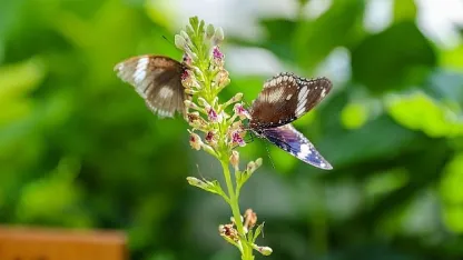 Konya Tropikal Kelebek Bahçesi 2025'te 603 bin, toplamda 4 milyon 136 bin 888 ziyaretçiyi ağırladı