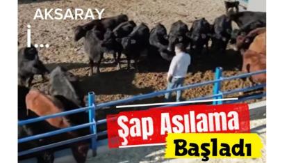 Aksaray’da Şap Aşılaması ve İşletme Güncellemesi Uyarısı