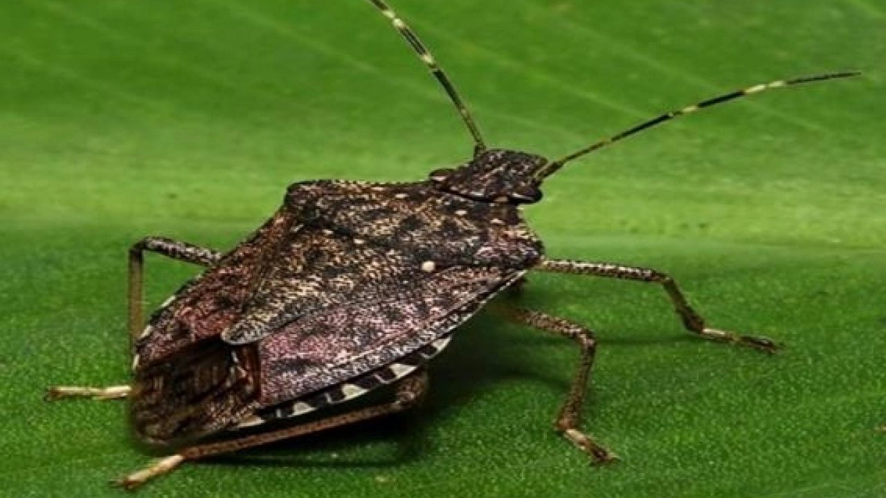 Önemli Uyarı! Bu böceği gördüğünüz yerde imha edin!